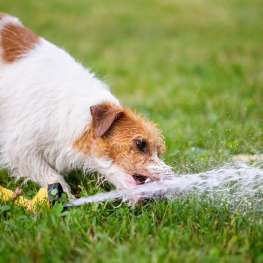 The Benefits Of Alkaline Water On Animals