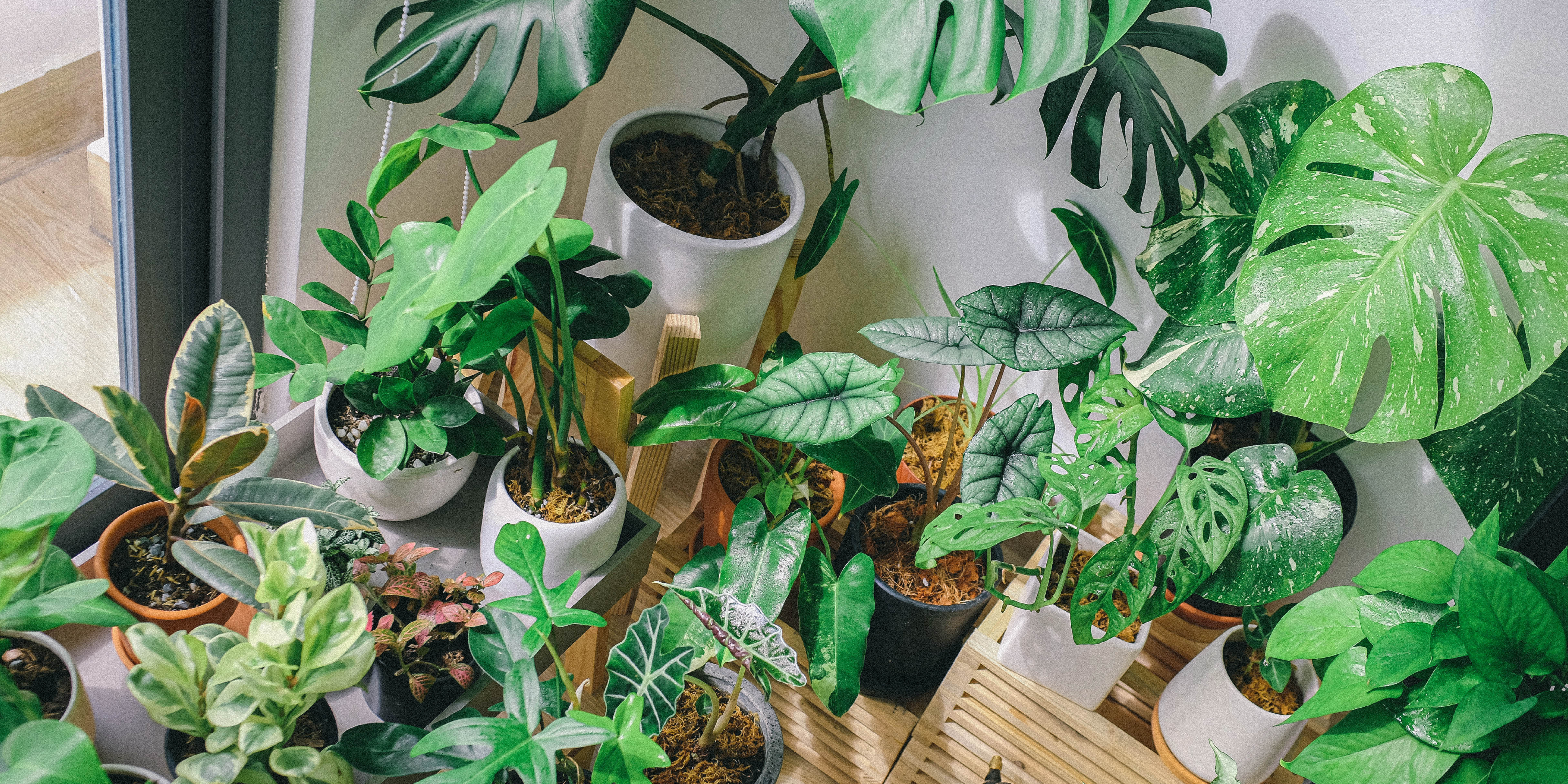 Best Air Purifying Plants for Your Home: 10 Indoor Plants That Improve Your Space