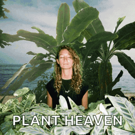 plants